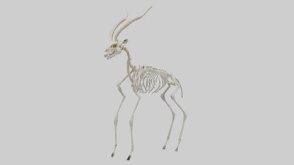 Gazelle Skeleton model VR / AR / low-poly