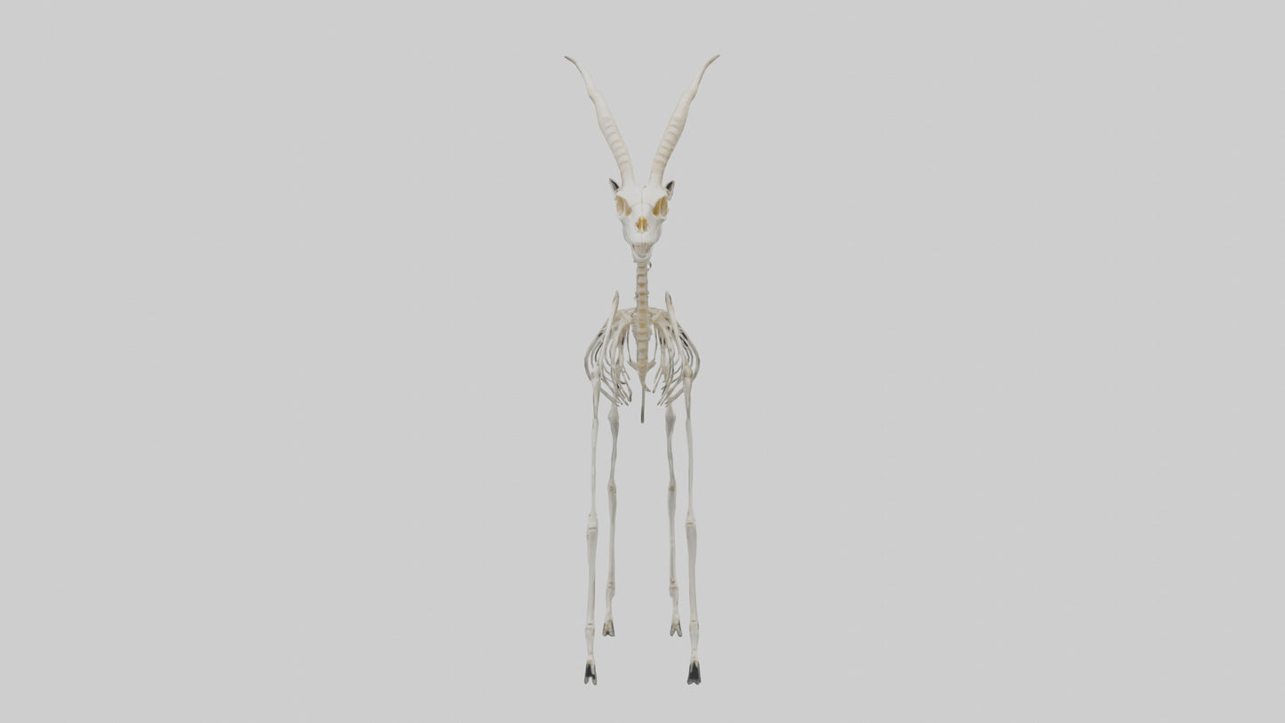 Gazelle Skeleton model VR / AR / low-poly