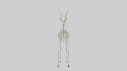 Gazelle Skeleton model VR / AR / low-poly