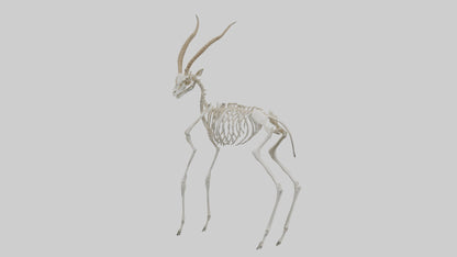 Gazelle Skeleton model VR / AR / low-poly