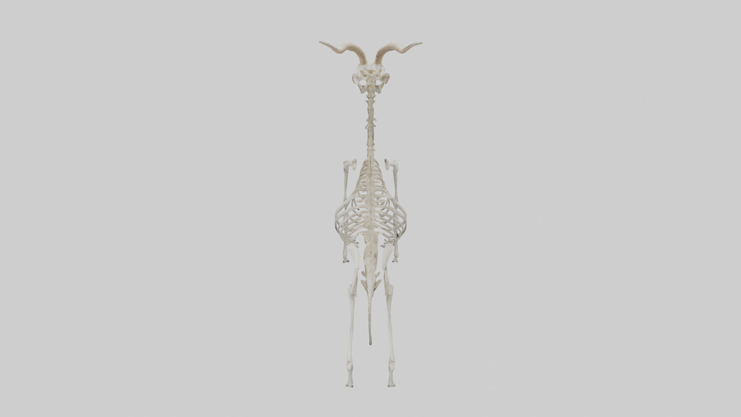 Gazelle Skeleton model VR / AR / low-poly