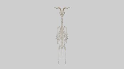 Gazelle Skeleton model VR / AR / low-poly