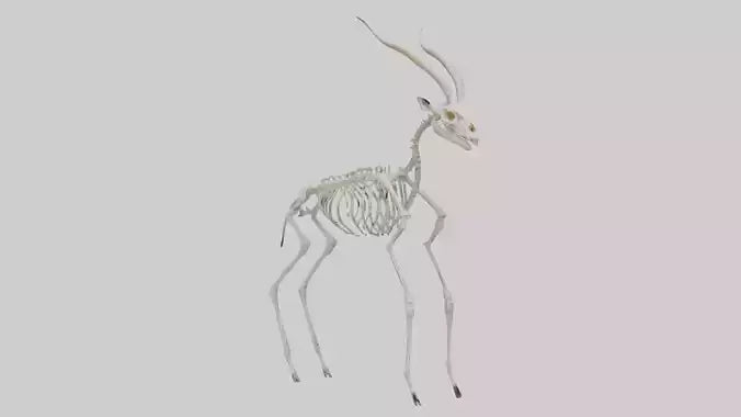 Gazelle Skeleton model VR / AR / low-poly