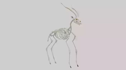 Gazelle Skeleton model VR / AR / low-poly
