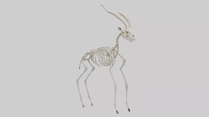 Gazelle Skeleton model VR / AR / low-poly