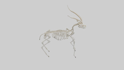 Gazelle Skeleton model VR / AR / low-poly