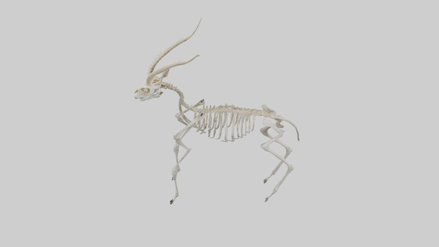 Gazelle Skeleton model VR / AR / low-poly