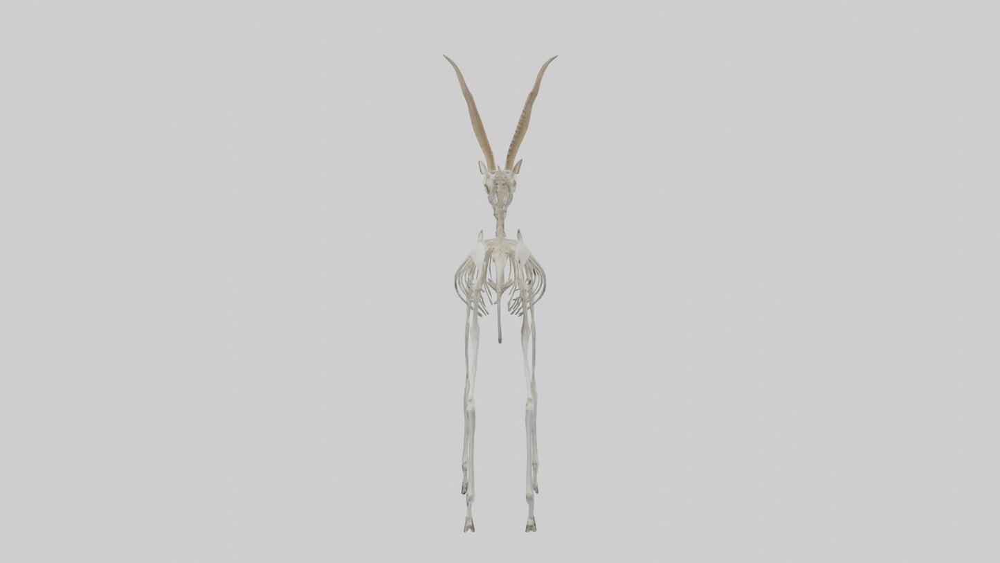 Gazelle Skeleton model VR / AR / low-poly