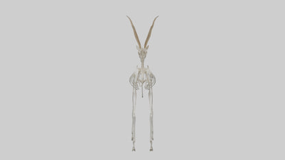 Gazelle Skeleton model VR / AR / low-poly