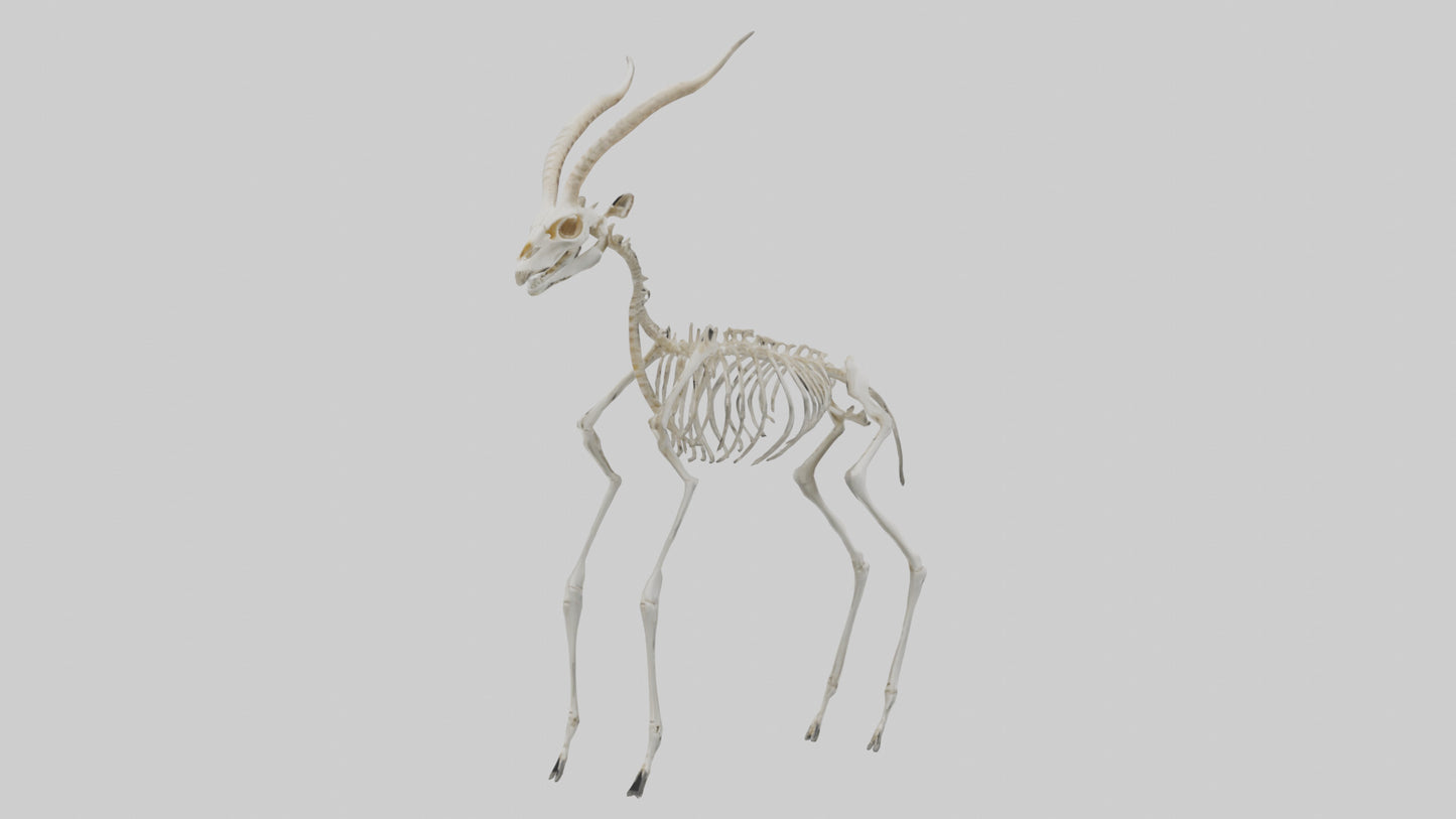 Gazelle Skeleton model VR / AR / low-poly