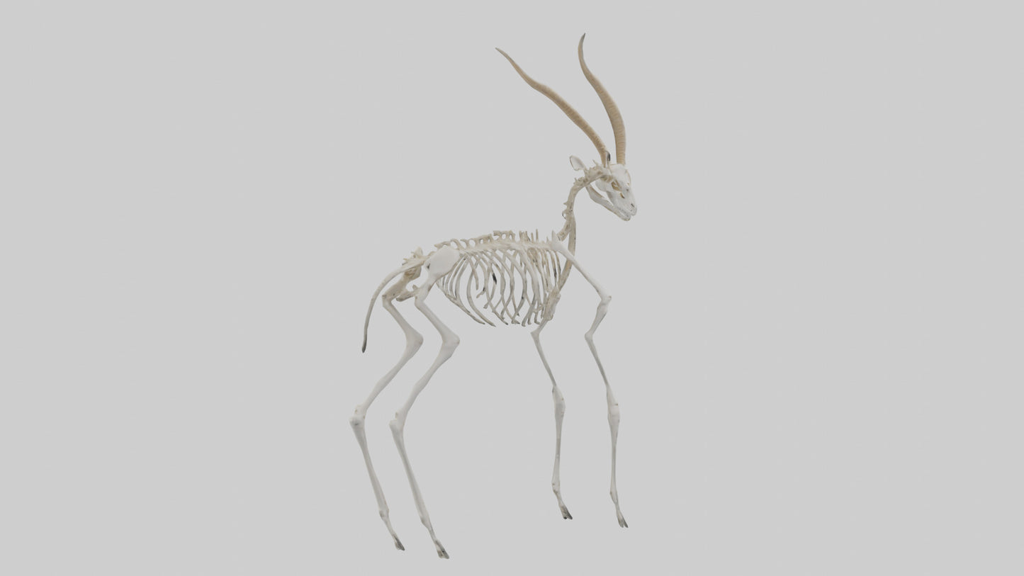 Gazelle Skeleton model VR / AR / low-poly