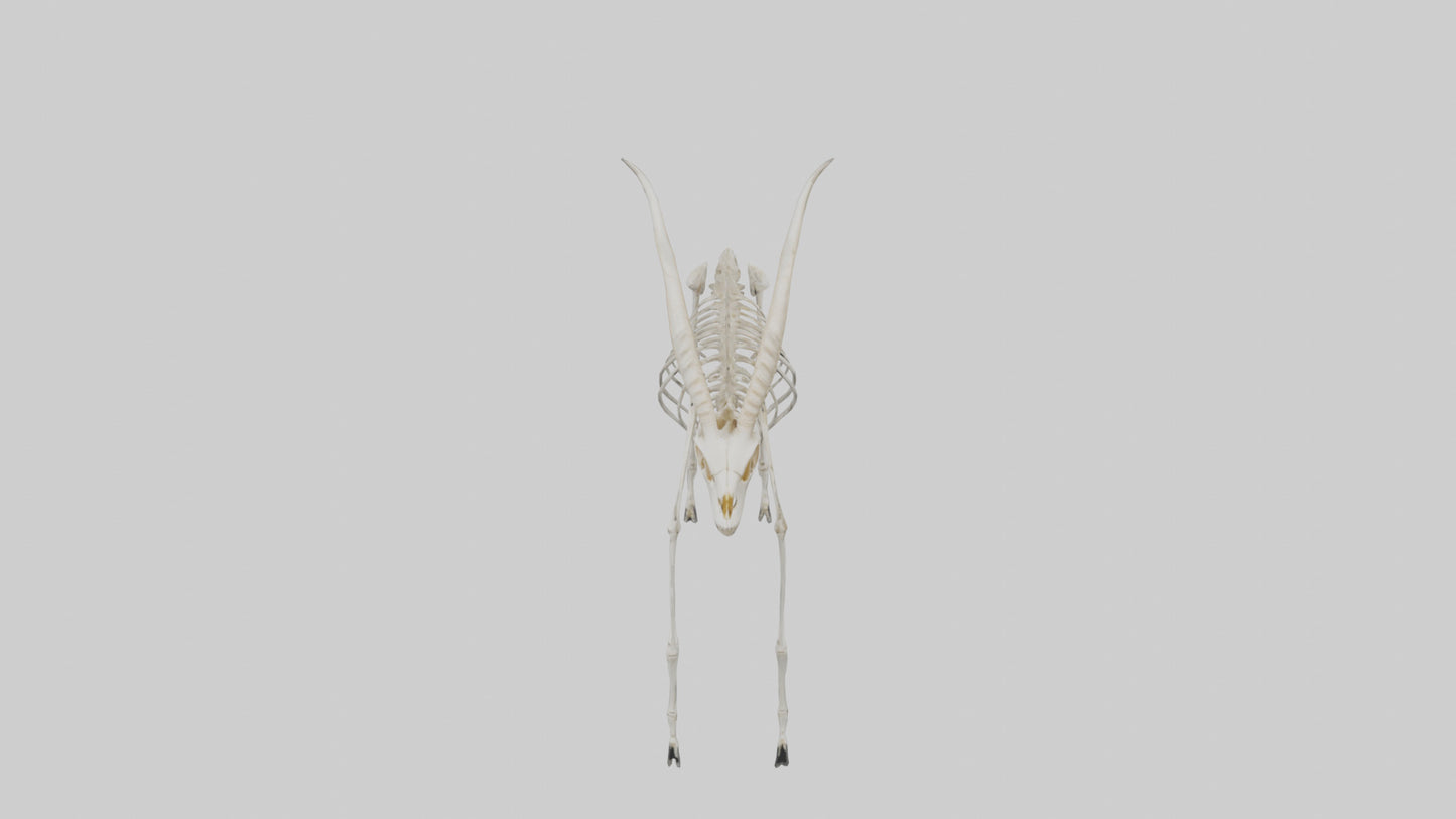 Gazelle Skeleton model VR / AR / low-poly