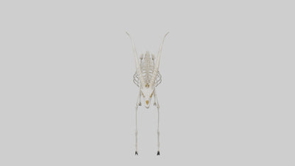 Gazelle Skeleton model VR / AR / low-poly