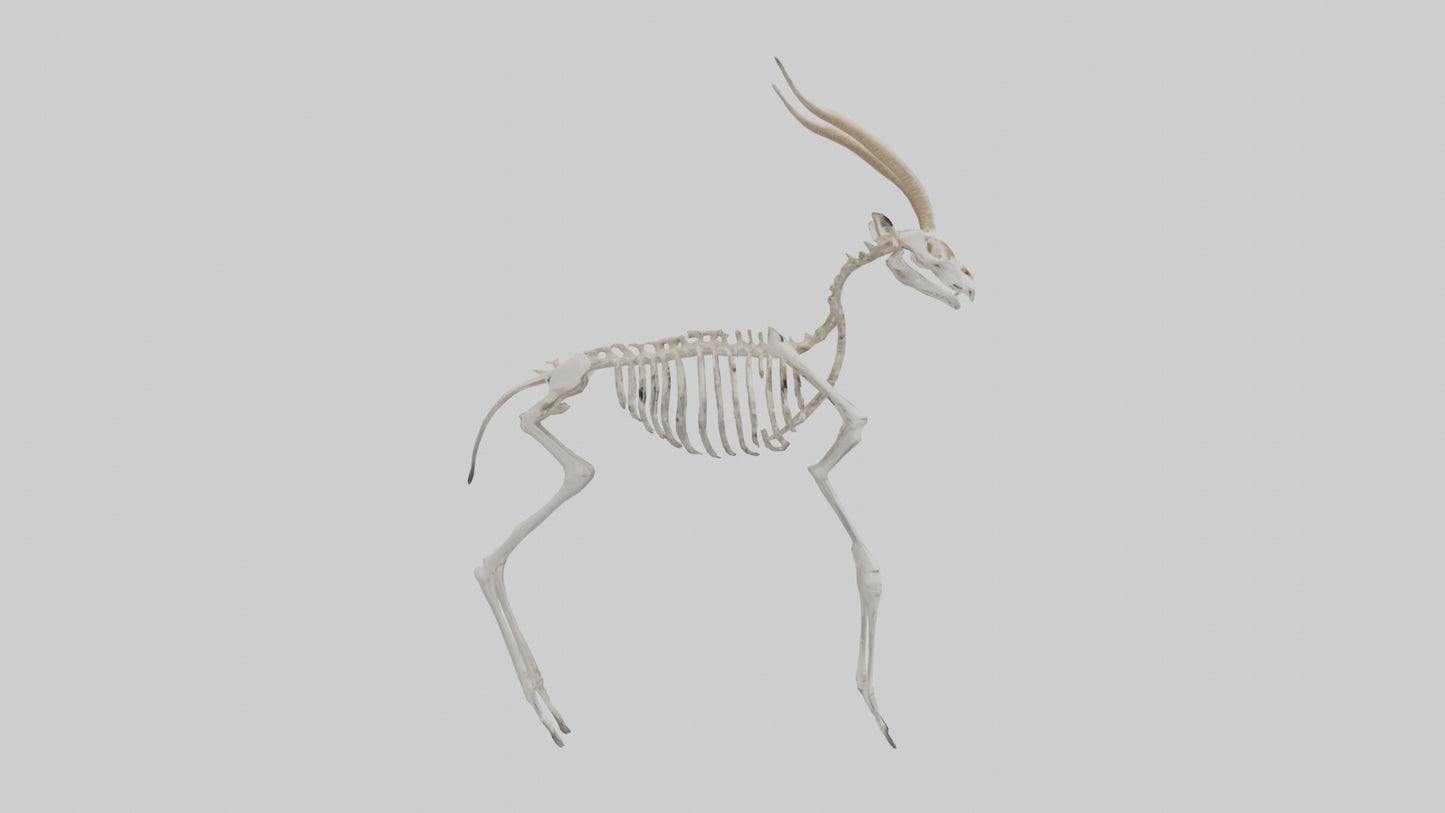 Gazelle Skeleton model VR / AR / low-poly