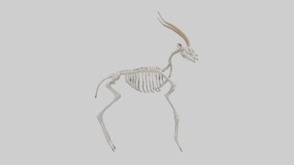 Gazelle Skeleton model VR / AR / low-poly