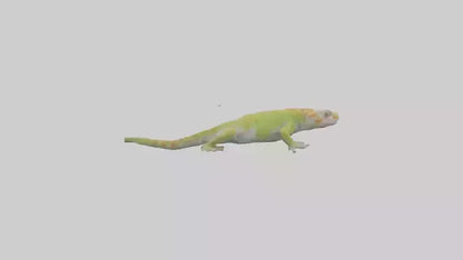 3D model Gecko climbing model VR / AR / low-poly