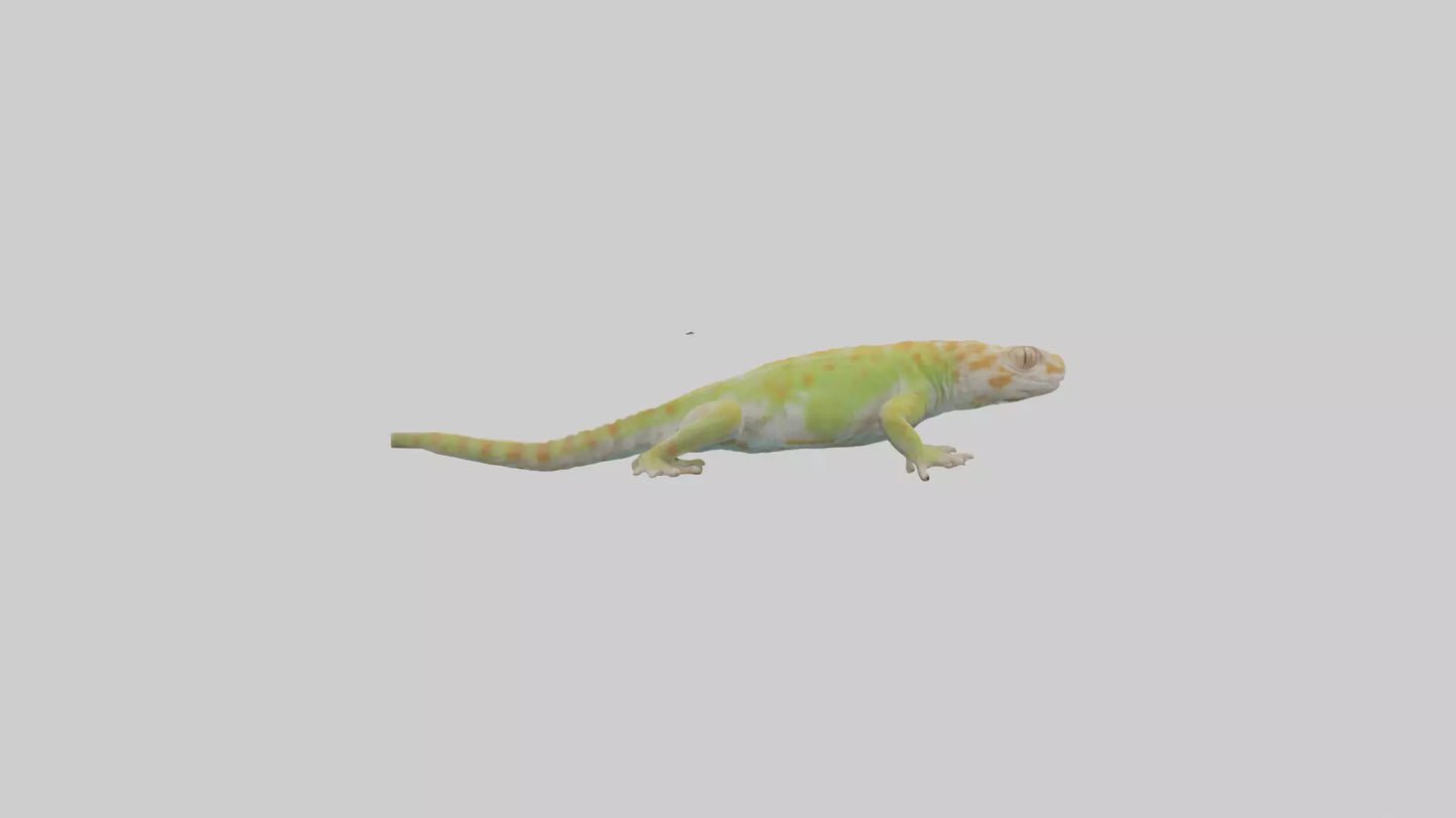 3D model Gecko climbing model VR / AR / low-poly