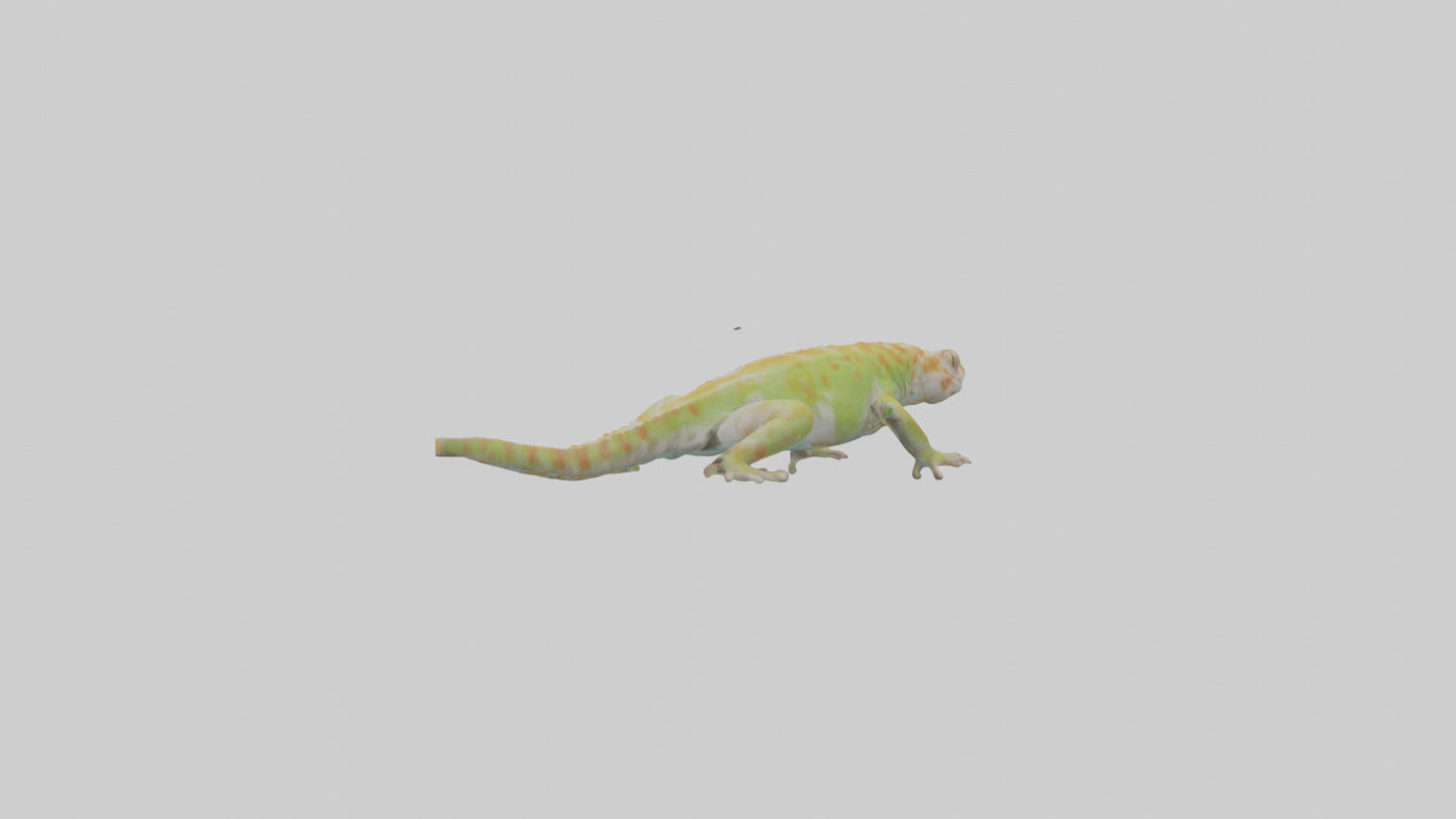 3D model Gecko climbing model VR / AR / low-poly