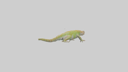 3D model Gecko climbing model VR / AR / low-poly