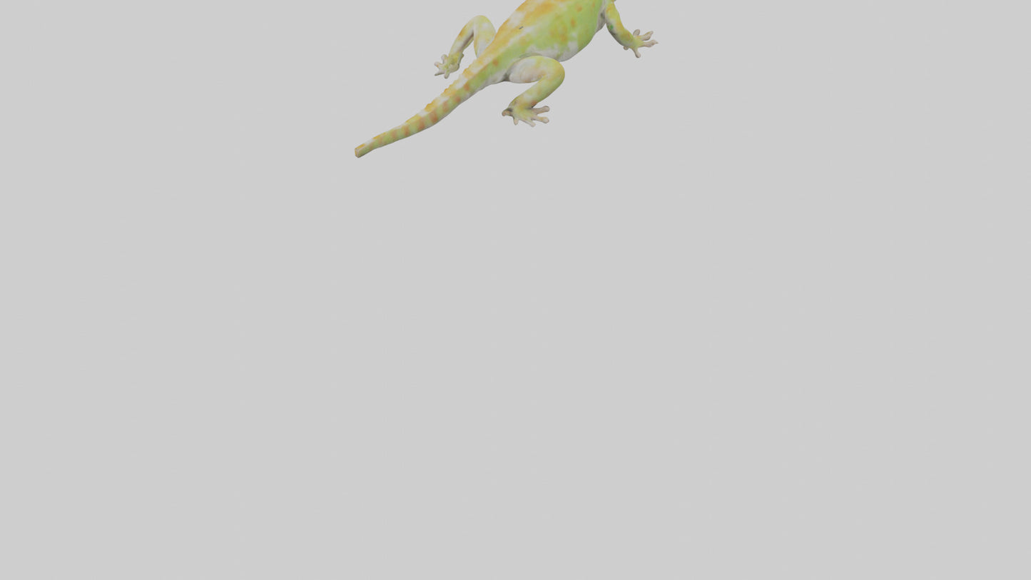 3D model Gecko climbing model VR / AR / low-poly