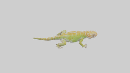 3D model Gecko climbing model VR / AR / low-poly