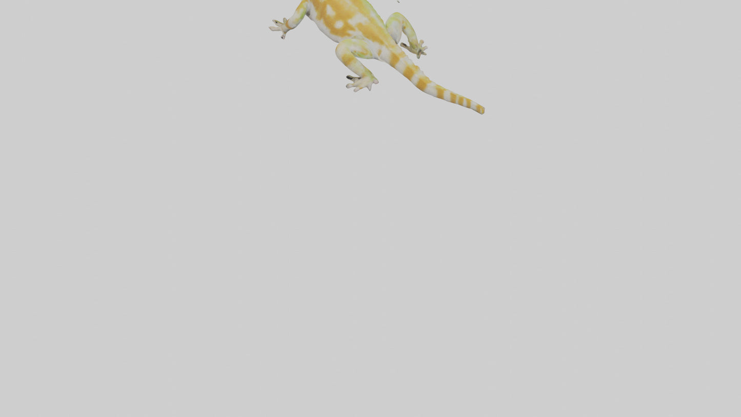 3D model Gecko climbing model VR / AR / low-poly