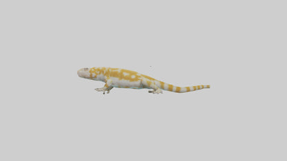 3D model Gecko climbing model VR / AR / low-poly
