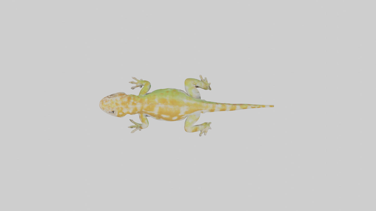 3D model Gecko climbing model VR / AR / low-poly