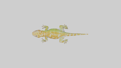 3D model Gecko climbing model VR / AR / low-poly