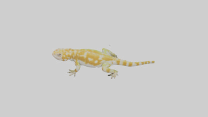3D model Gecko climbing model VR / AR / low-poly