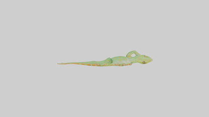 3D model Gecko climbing wall model VR / AR / low-poly