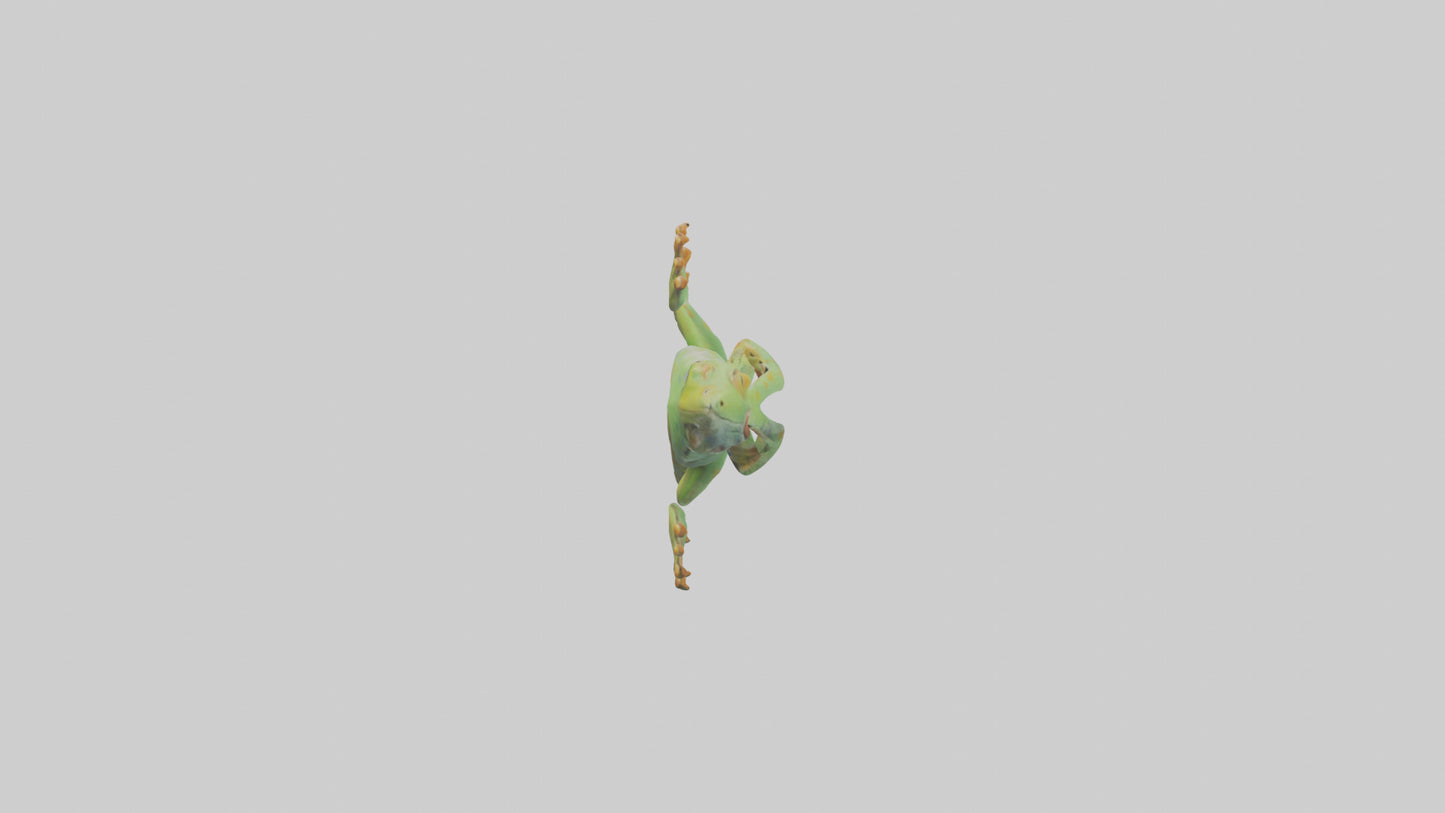 3D model Gecko climbing wall model VR / AR / low-poly