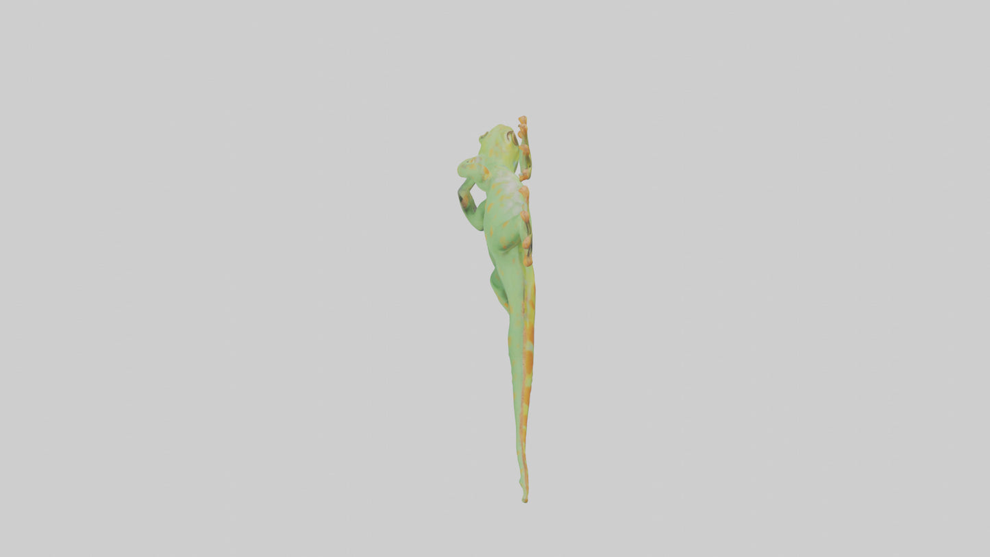 3D model Gecko climbing wall model VR / AR / low-poly
