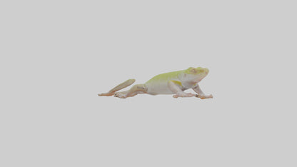 3D model Gecko Feet VR / AR / low-poly