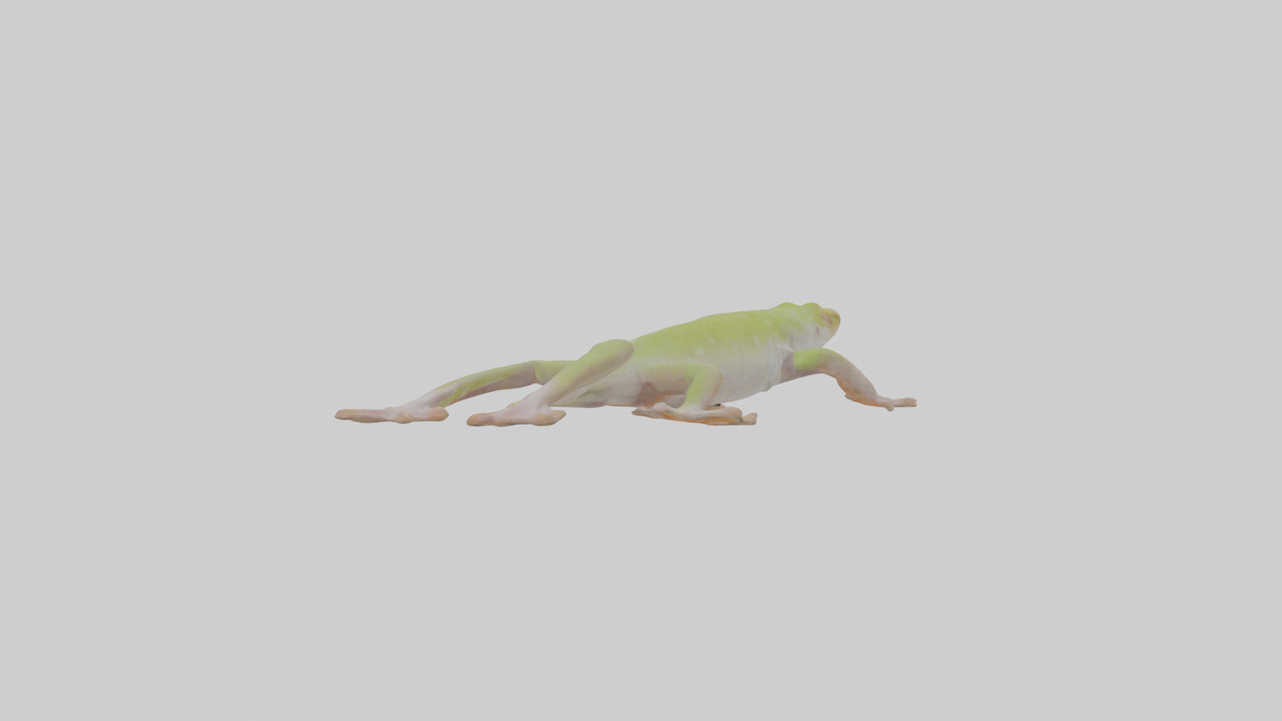 3D model Gecko Feet VR / AR / low-poly