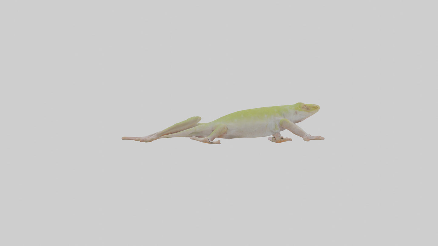 3D model Gecko Feet VR / AR / low-poly
