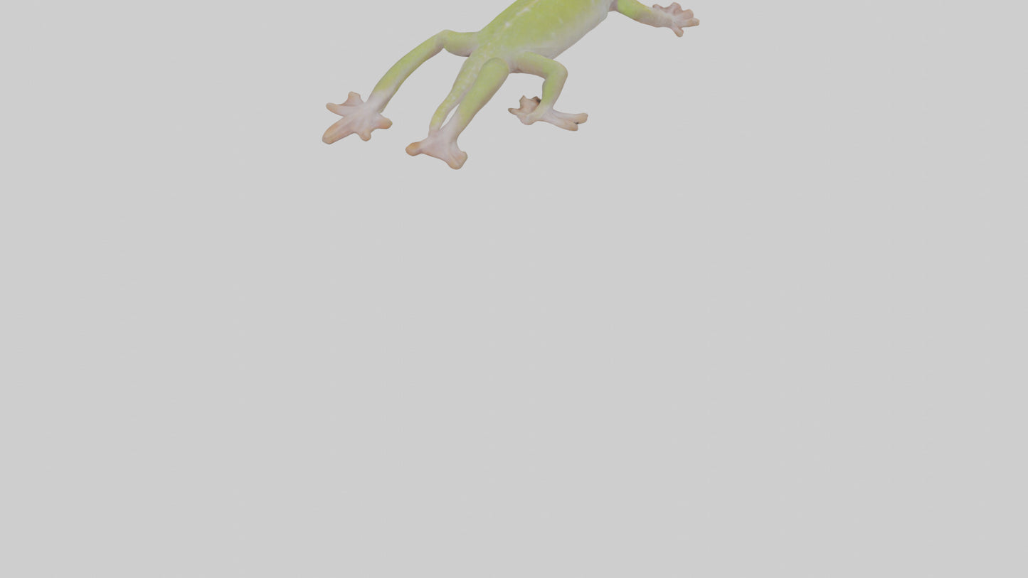 3D model Gecko Feet VR / AR / low-poly