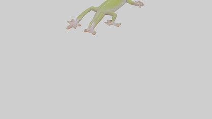 3D model Gecko Feet VR / AR / low-poly