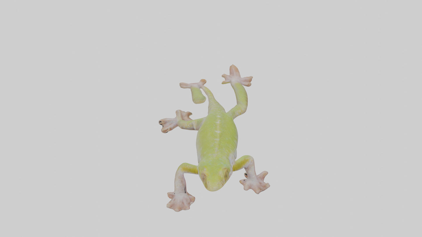 3D model Gecko Feet VR / AR / low-poly