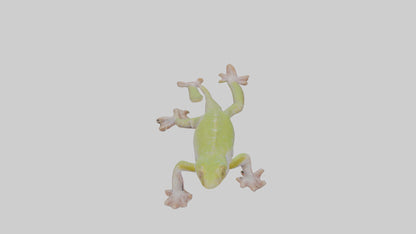 3D model Gecko Feet VR / AR / low-poly