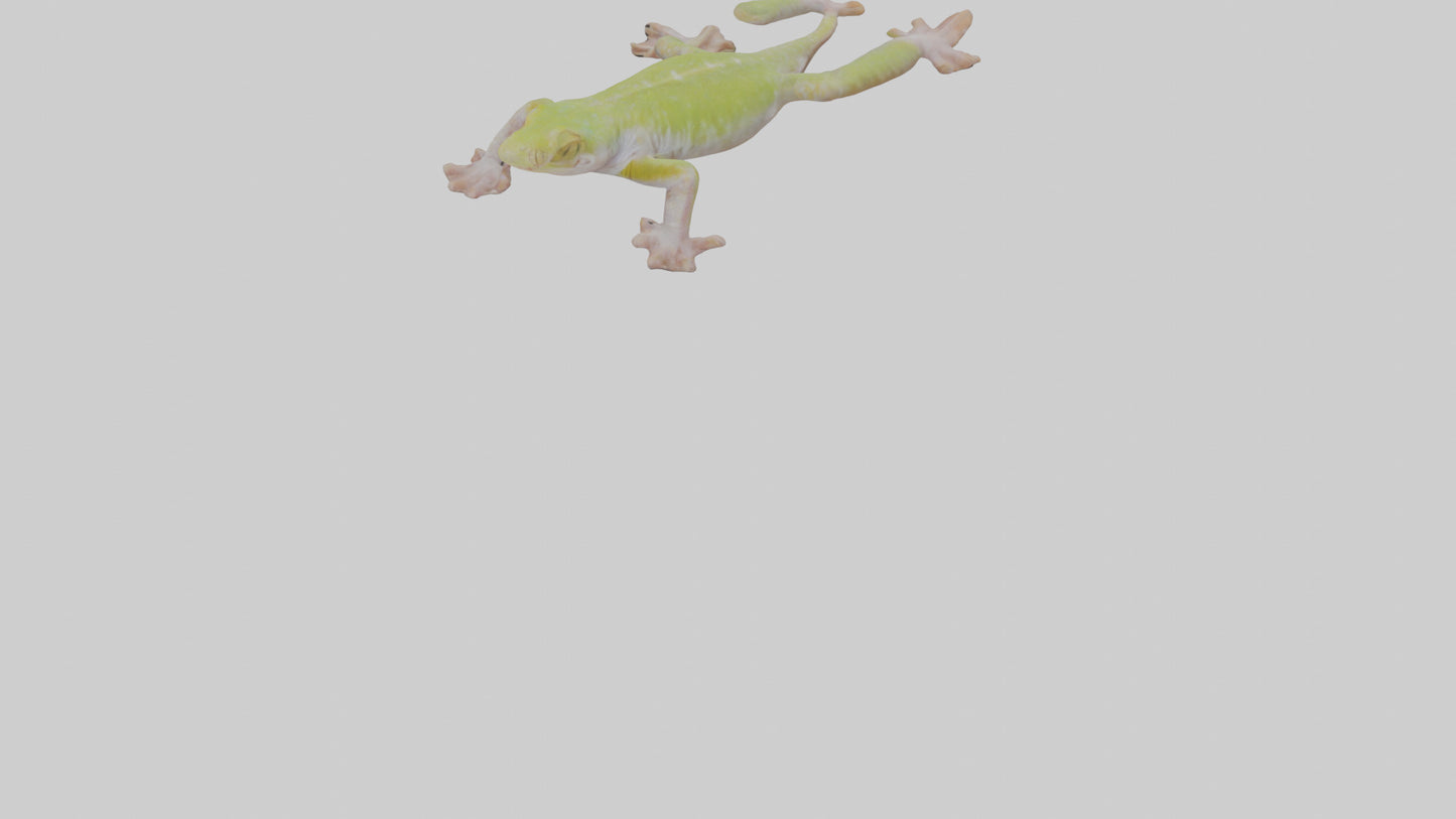 3D model Gecko Feet VR / AR / low-poly