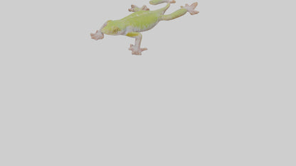 3D model Gecko Feet VR / AR / low-poly