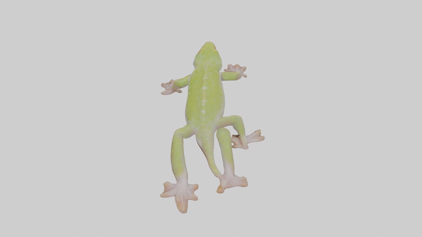 3D model Gecko Feet VR / AR / low-poly