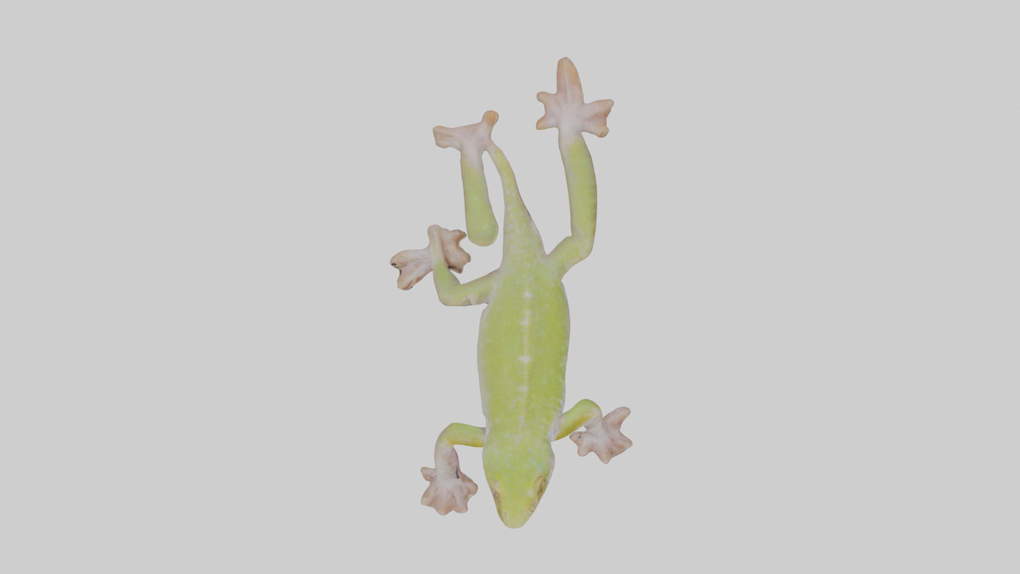 3D model Gecko Feet VR / AR / low-poly