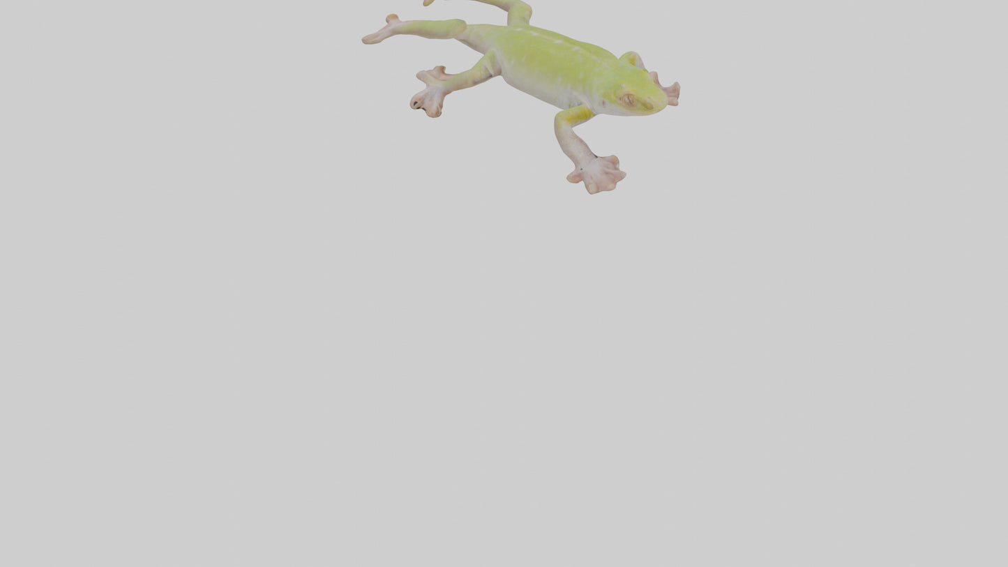 3D model Gecko Feet VR / AR / low-poly