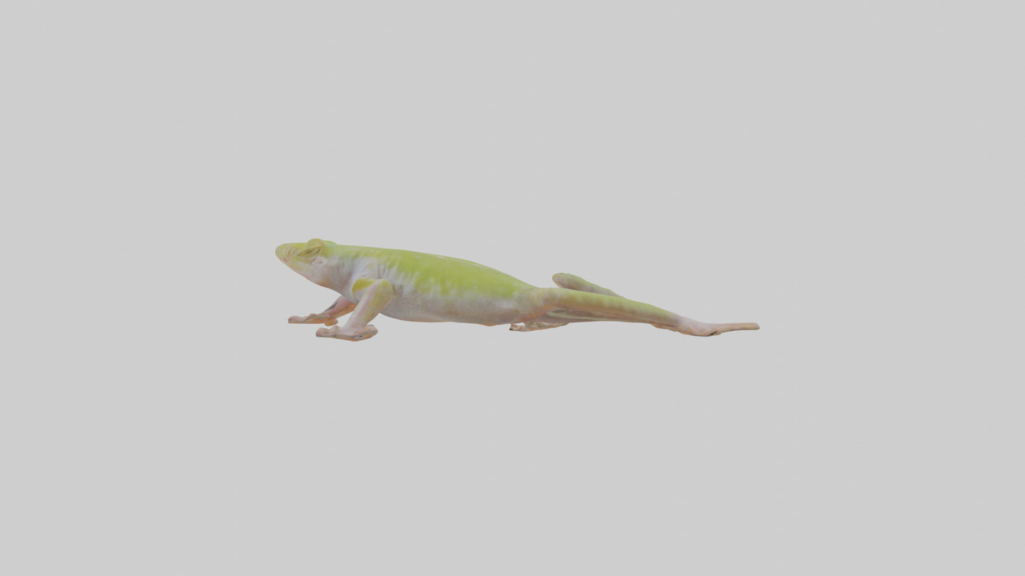 3D model Gecko Feet VR / AR / low-poly