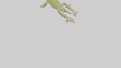 3D model Gecko Feet VR / AR / low-poly