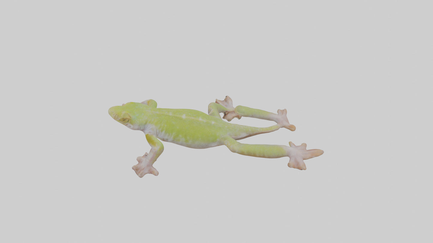 3D model Gecko Feet VR / AR / low-poly