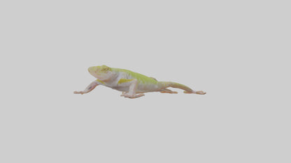 3D model Gecko Feet VR / AR / low-poly