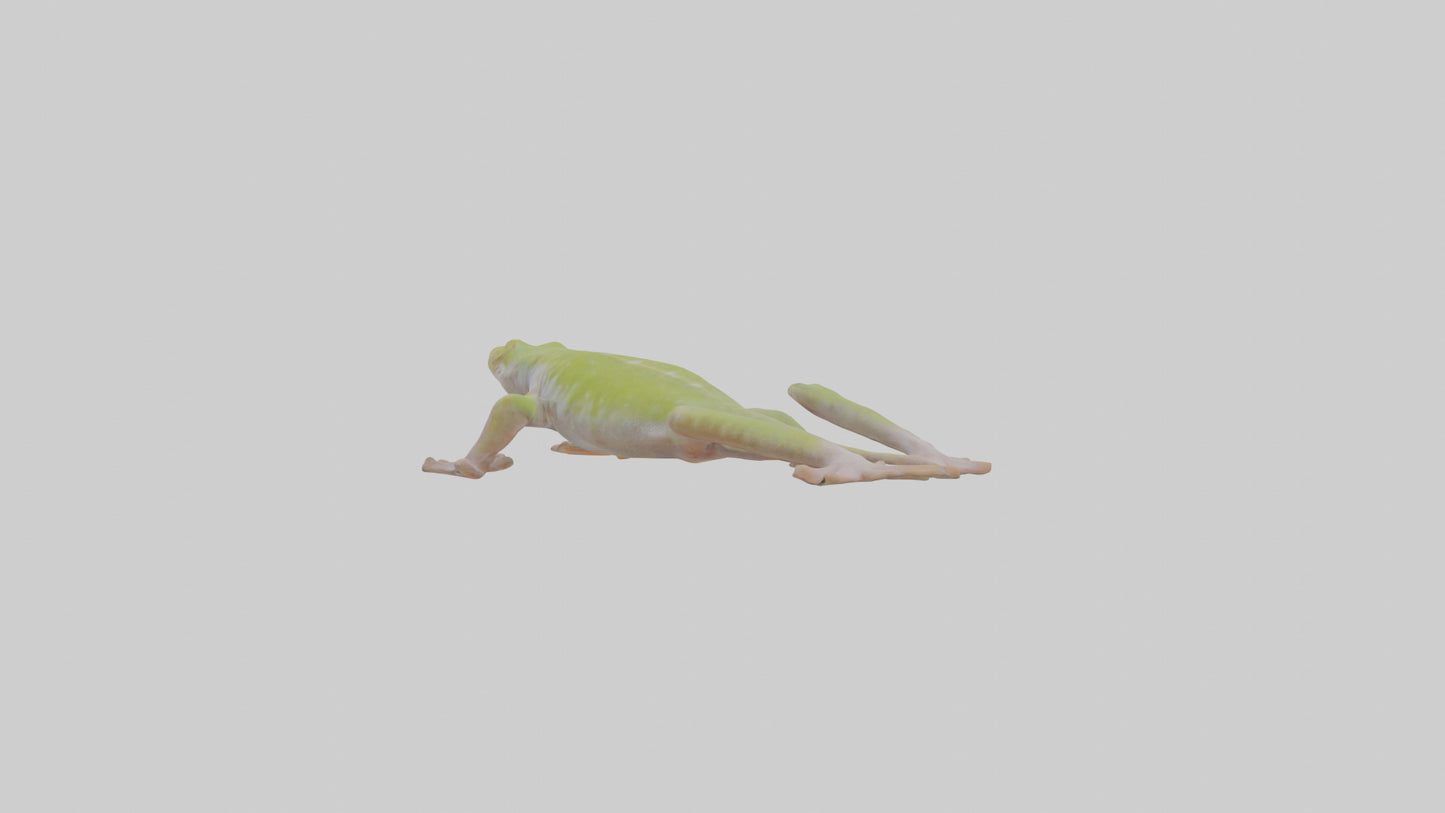 3D model Gecko Feet VR / AR / low-poly